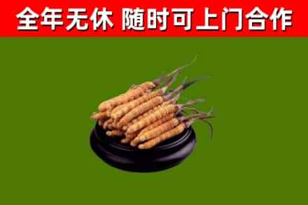 襄樊回收散虫草